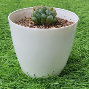 haworthia cooperi