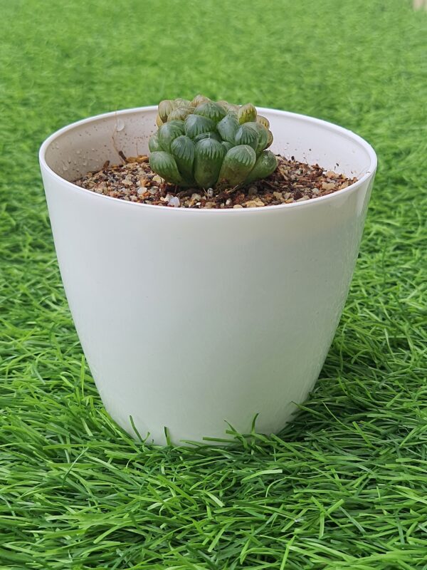 haworthia cooperi