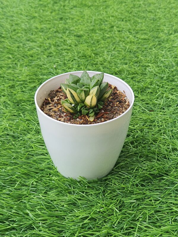Haworthia Retusa
