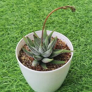 Haworthia attenuata