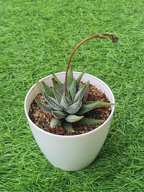 Haworthia attenuata