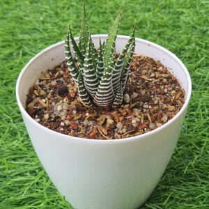 Haworthia zebra