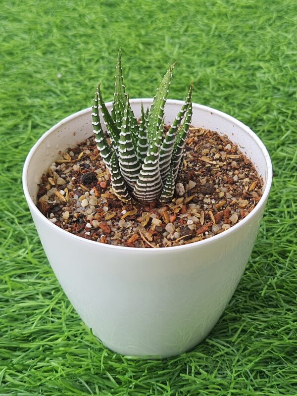 Haworthia zebra