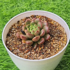 Graptoveria ‘Bashful’