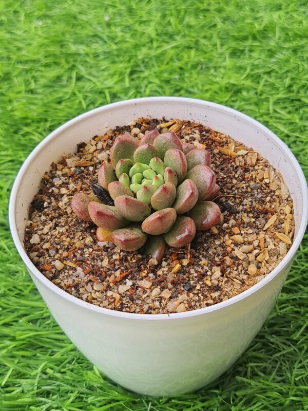 Graptoveria ‘Bashful’