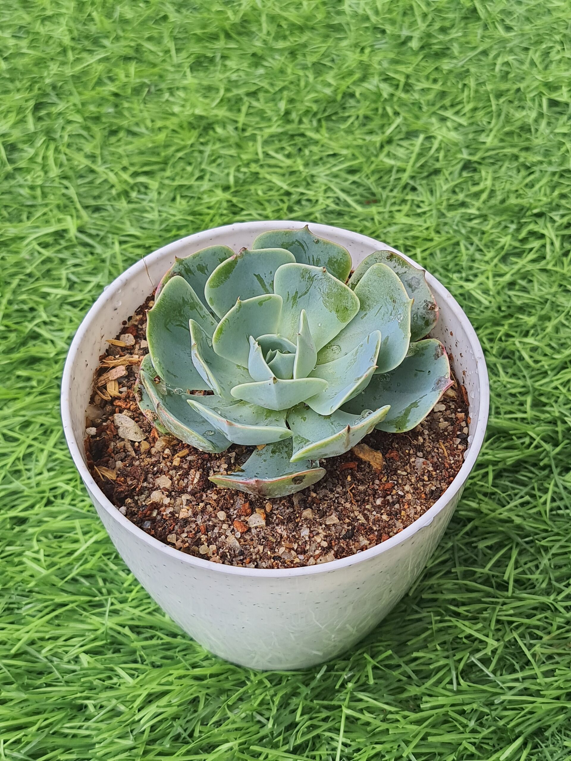 echeveria 'fleur blanc' echeveria 'fleur blanc'