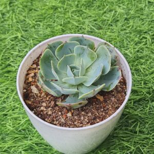 Echeveria 'Fleur Blanc'