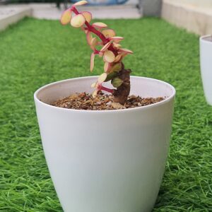 Elephant bush