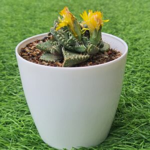 Faucaria Tuberculosa