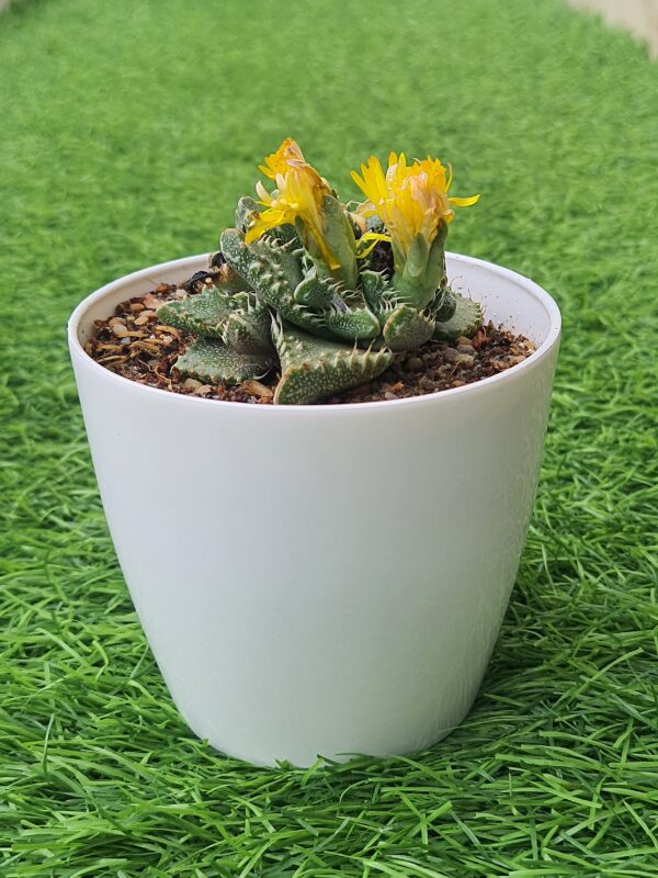 Faucaria Tuberculosa