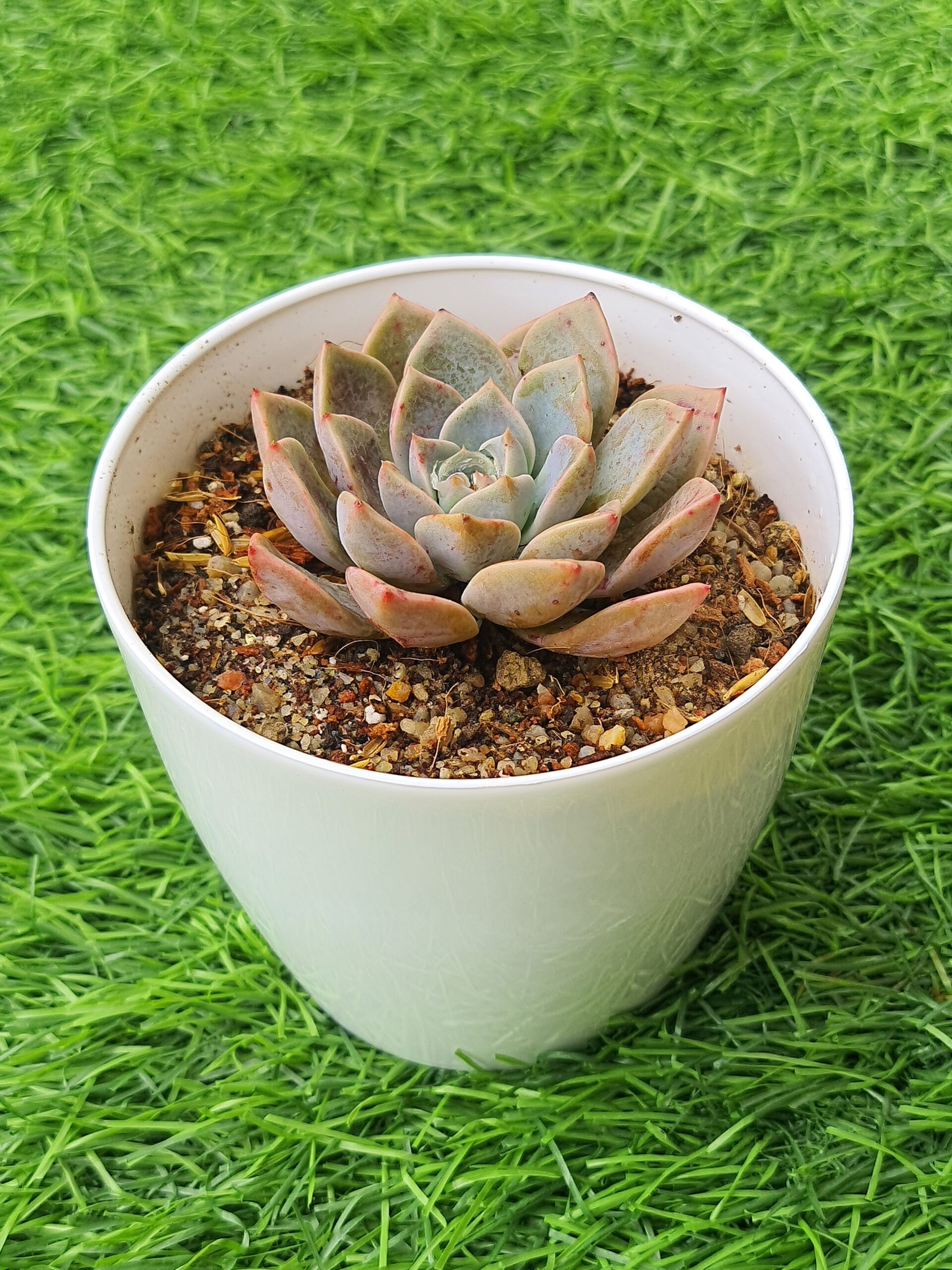 echeveria elegans ( mexican snowball ) echeveria elegans ( mexican snowball )