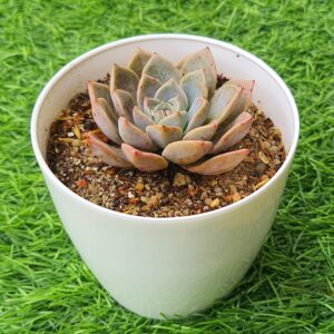 Echeveria elegans ( Mexican snowball )