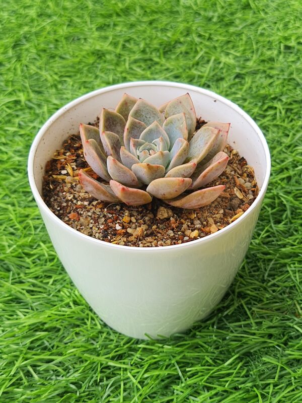 Echeveria elegans ( Mexican snowball )