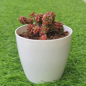 Sedum Dasyphyllum