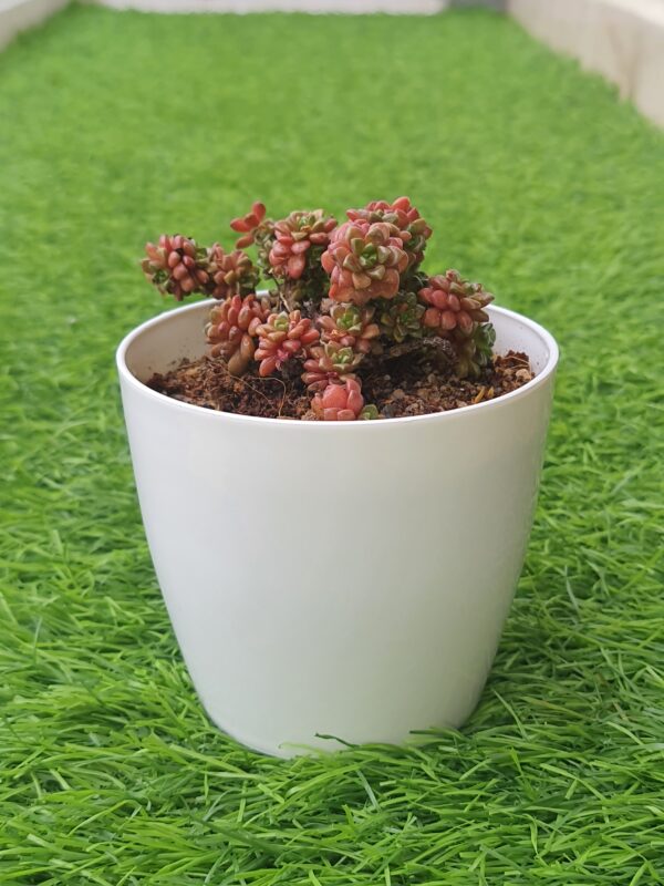 Sedum Dasyphyllum