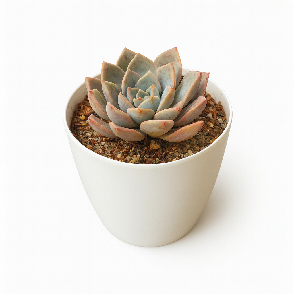 echeveria elegans ( mexican snowball ) echeveria elegans ( mexican snowball )