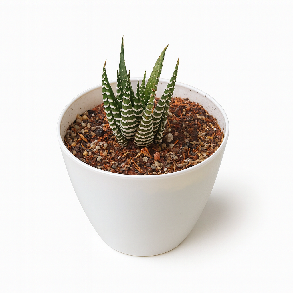 haworthia zebra haworthia zebra