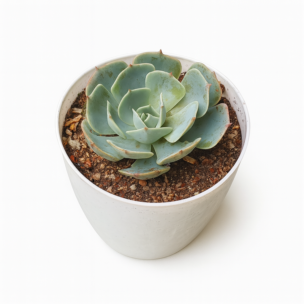 echeveria 'fleur blanc' echeveria 'fleur blanc'